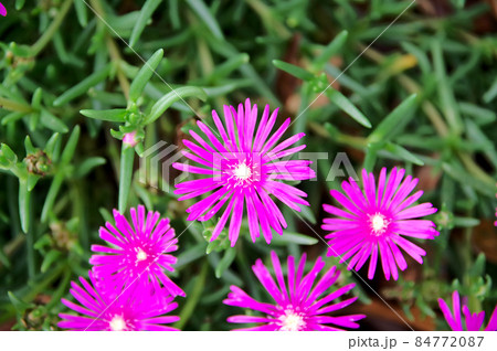 ピンクの花のある風景 ピンクの花のある風景 84772087