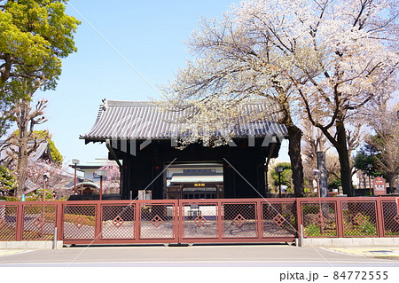 寛永寺旧本坊表門と満開の桜（東京都台東区上野公園） 84772555