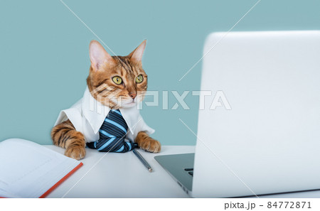 Pensive Bengal cat in a blue tie near a laptop and a diary sits, home office 84772871