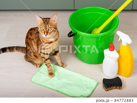 Bengal cat sits in the kitchen next to a green bucket of detergents. A set of detergents and a rag for home cleaning and a pet. Bengal cat sits in the kitchen next to a green bucket of detergents. A set of detergents and a rag for home cleaning and a pet. 84772883