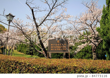 神戸女学院大学と桜 神戸女学院大学と桜 84773116