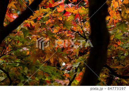 色づき始めた紅葉 84773197