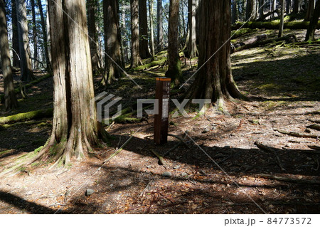 南アルプス　光岳　登山道　 84773572