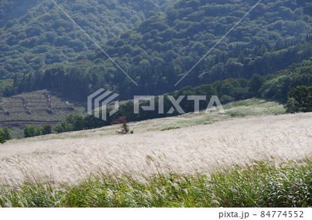 鬼首のすすき野原（宮城県大崎市） 84774552