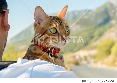 Bengal cat in a collar looks over the shoulder of the owner 84775728
