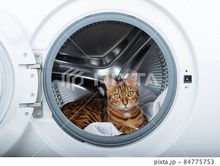 A cute ginger cat is hiding inside the washing machine. A cute ginger cat is hiding inside the washing machine. 84775753