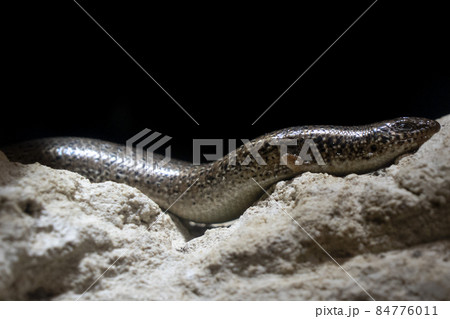 Chalcides Ocellatus african lizard portrait 84776011
