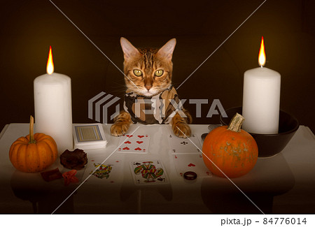 Fortune-teller cat lays out cards by candlelight Fortune-teller cat lays out cards by candlelight 84776014