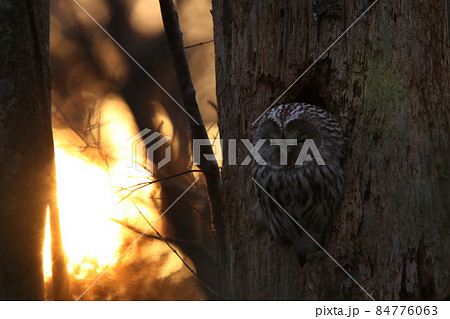 目覚めの夕刻を迎えたエゾフクロウ フクロウ クンネレクカムイ イソサンケカムイ 北海道野鳥 目覚めの夕刻を迎えたエゾフクロウ フクロウ クンネレクカムイ イソサンケカムイ 北海道野鳥 84776063