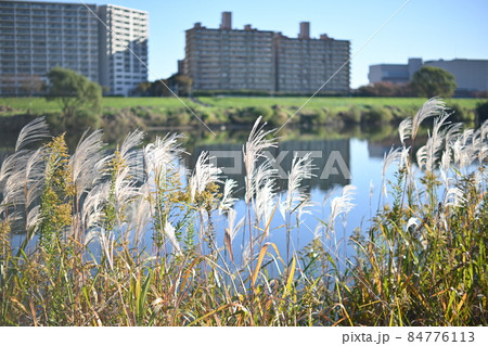 河川敷のススキとマンションの映り込み　多摩川　秋の気配 84776113