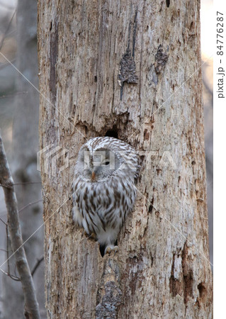 エゾフクロウ　フクロウ　クンネレクカムイ　イソサンケカムイ　北海道野鳥 84776287