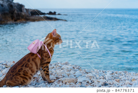 The cat - the traveler is resting on the seashore with a backpack on his back. The cat - the traveler is resting on the seashore with a backpack on his back. 84776371