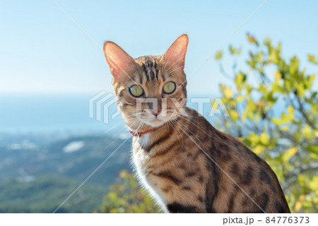 Portrait of a Bengal cat with a collar on a blurred background of nature. Portrait of a Bengal cat with a collar on a blurred background of nature. 84776373