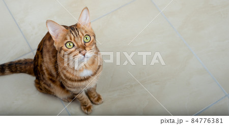 Top view of cute bengal cat standing and looking at camera with copy space. Top view of cute bengal cat standing and looking at camera with copy space. 84776381