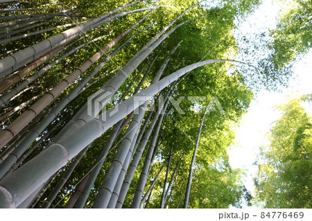 高く伸びる無数の青竹 green bamboo growing highly 84776469