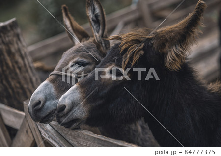Cute donkeys at the cattle farm Cute donkeys at the cattle farm 84777375