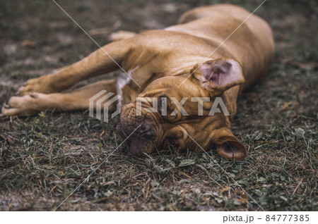 Two dogs playing on the ground Two dogs playing on the ground 84777385