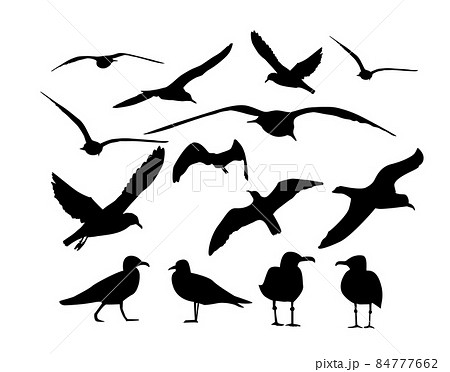 Set of sea gulls. Vector illustration 84777662