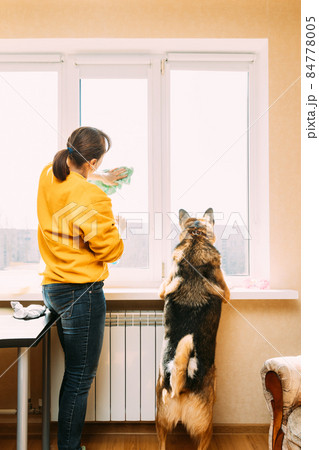 Woman Of Fifty In Yellow Sweater Washes Dusty Window In Apartment. 50 Year Old Woman Cleans Windows From Stains Using Rag. Woman Is Cleaning House Doing Household Chores With Dog Pet. 84778005
