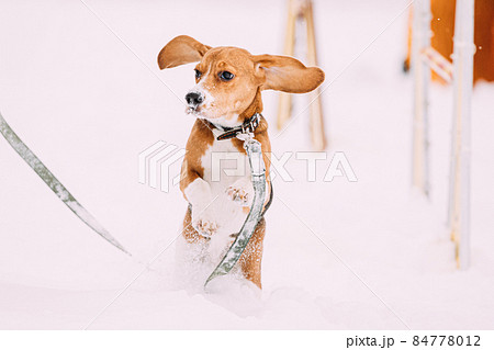 Beautiful Funny Puppy Of English Beagle Playing Fast Running In Snow At Winter Day 84778012