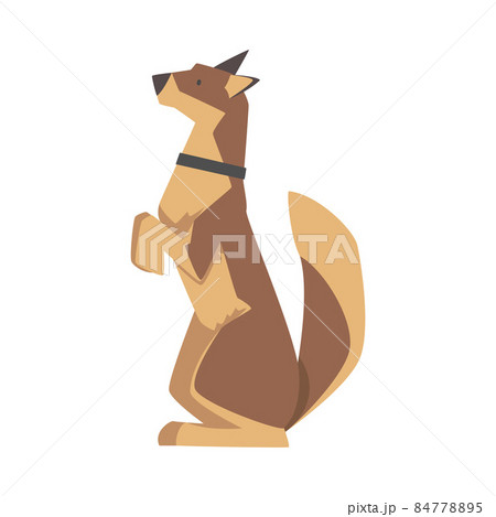 Dog Breed with Brown Coat and Collar on Neck Sitting on Hind Legs Vector Illustration Dog Breed with Brown Coat and Collar on Neck Sitting on Hind Legs Vector Illustration 84778895
