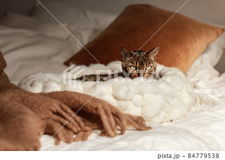 Bengal cat resting in merino wool round pet lounge in creamy and terracotta rust tones. Bengal cat resting in merino wool round pet lounge in creamy and terracotta rust tones. 84779538