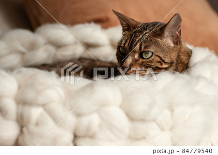 Bengal cat resting in merino wool round pet lounge in creamy and terracotta rust tones. Bengal cat resting in merino wool round pet lounge in creamy and terracotta rust tones. 84779540