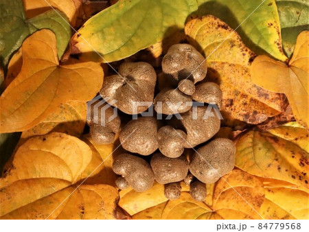 零余子 零余子 84779568