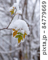 Autumn leaves covered by snow. 84779669