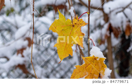 Autumn leaves covered by snow. Autumn leaves covered by snow. 84779671