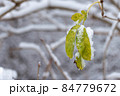 Autumn leaves covered by snow. 84779672