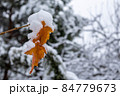 Autumn leaves covered by snow. 84779673
