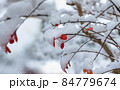 Autumn leaves covered by snow. 84779674