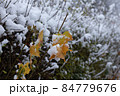 Autumn leaves covered by snow. 84779676