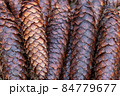 Brown forest cones. 84779677