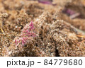 Dry Amaranth paniculate flowers. 84779680