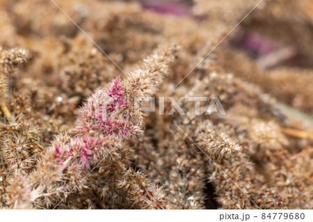Dry Amaranth paniculate flowers. 84779680
