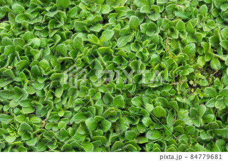 Green leafy background. Green leafy background. 84779681