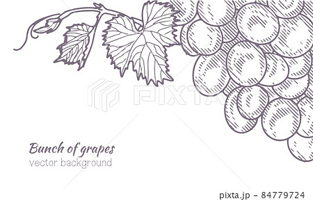 Vintage bunch of grapes.のイラスト素材 [84779724] - PIXTA