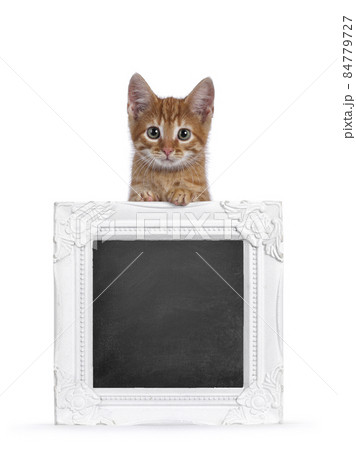 Red cat on frame on white background Red cat on frame on white background 84779727