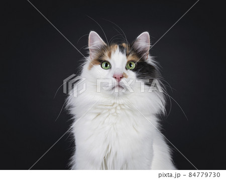 Turkish Van cat on black background Turkish Van cat on black background 84779730