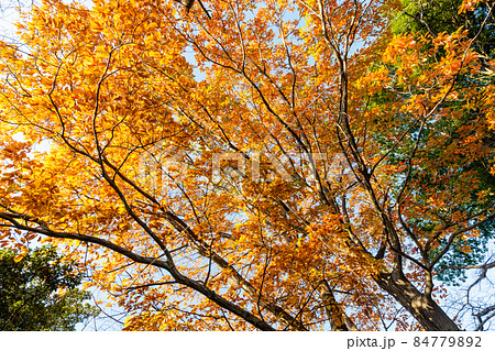 クヌギの紅葉 84779892