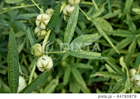 ハイビスカスローゼルの実 白色 ハイビスカスローゼルの実 白色 84780879