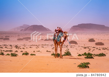 Wadi Rum, Jordan - Camel in Disah Desert 84780942