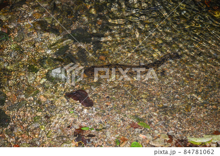 オオサンショウウオ 84781062