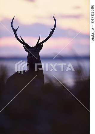 夕焼け空とオスのエゾシカ（北海道） 84781696
