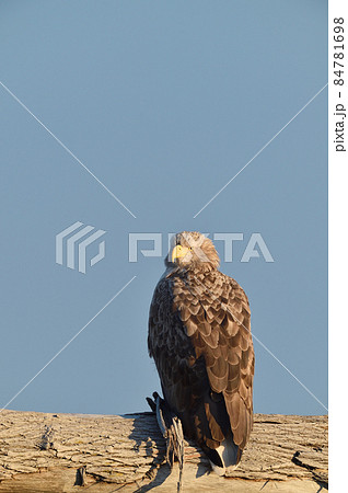 海岸の木に止まるオジロワシ(北海道) 海岸の木に止まるオジロワシ(北海道) 84781698