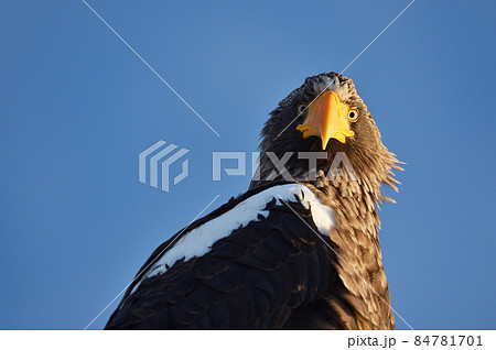 晴天の道東で出会ったオオワシ(北海道) 晴天の道東で出会ったオオワシ(北海道) 84781701
