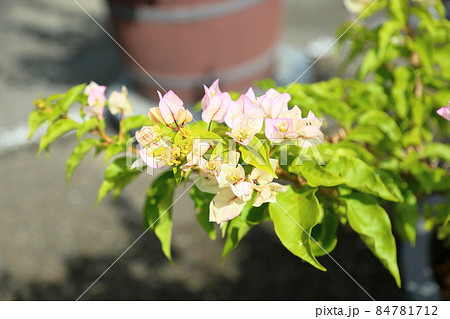 ブーゲンビレアの花 ブーゲンビレアの花 84781712