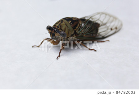 Cicada Insect on White Paper Background Close up Cicada Insect on White Paper Background Close up 84782003